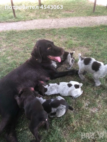 Дратхаар - кученца, снимка 1