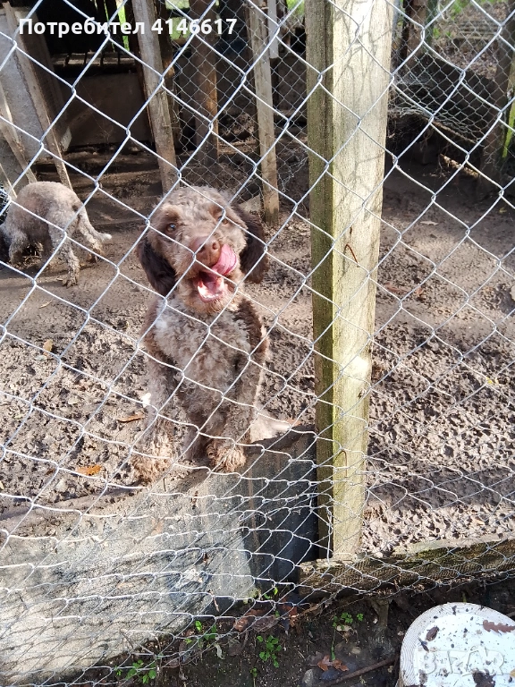 Продавам Лагото женски , снимка 1