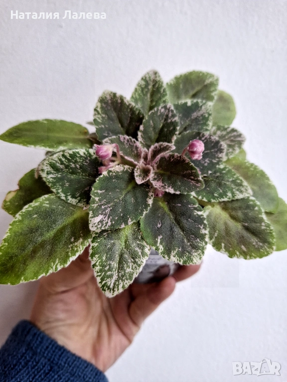 Мини сентполия, АВ-Молочные Реки, снимка 1