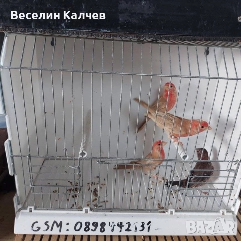 Мексикански чинки, снимка 4 - Канари - 52001399