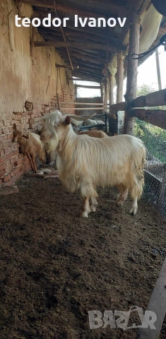 140 кози и пръчове има и отделно към 20 миналогодишни ярета, снимка 2 - Кози - 52641155
