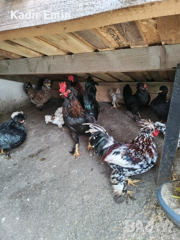 Струмски бантам петли, снимка 5 - други­ - 52673040