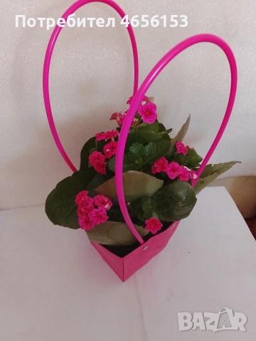 КАЛАНХОЕ , снимка 2 - Стайни растения - 53589914