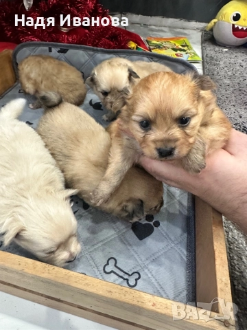 Померан/шпиц, снимка 7 - Померан - 52805951