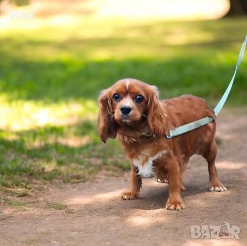 кавалер кинг чарлз шпаньол