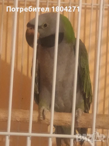 Китайски Александър 