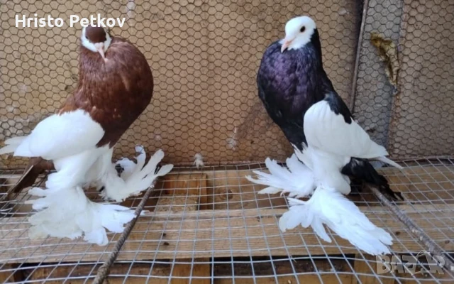Продавам 4 чифта и 1 младо Седлати Гушести , снимка 3 - Гълъби - 50737868