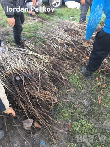 Орехови фиданки, снимка 7 - Разсади - 31385115