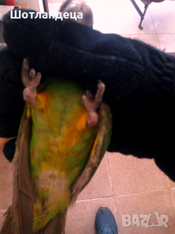 Сенегалски папагали-чифт, снимка 4 - Папагали - 44896911