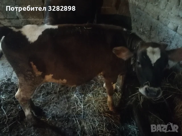 свободни телета и едно биволче , снимка 4 - Други - 51358292