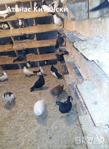 ПАЗАРДЖИШКИ ВИСОКО ЛЕТЦИ ЗА ДЪЛГОТРАЕН ВИСОК ПОЛЕТ, снимка 5 - Гълъби - 26511341