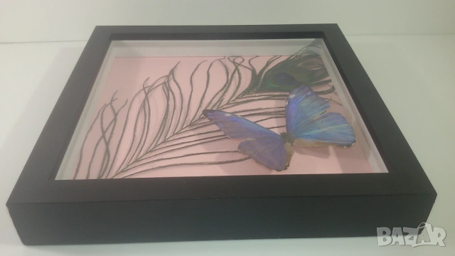 Пеперуда Morpho Adonis от Южна Америка, снимка 6 - Други - 53371940