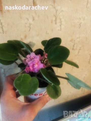 Теменужка, теменужки, сенполия розова, розов цвят , снимка 7 - Стайни растения - 43236680