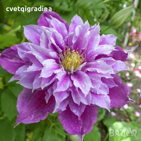 Clematis birthday girl(Клематис Рожденичка), снимка 2 - Градински цветя и растения - 50938332