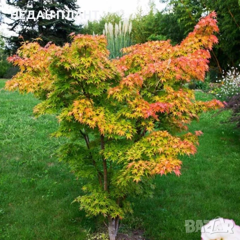Японски клен/Acer palm. "Orange dream", снимка 2 - Градински цветя и растения - 53557574