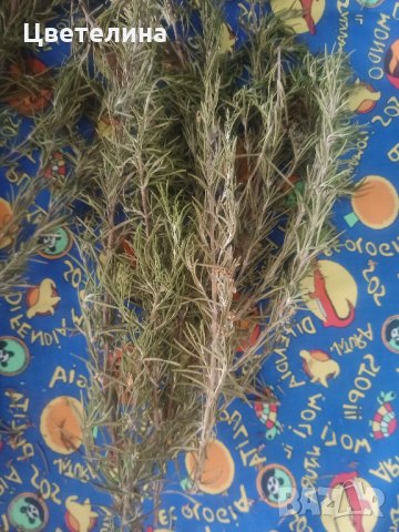 Розмарин-стрък,лист, снимка 3 - Домашни продукти - 32511848