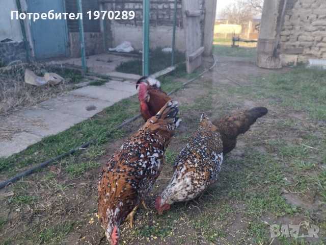 Легхорн, снимка 3 - други­ - 53586857