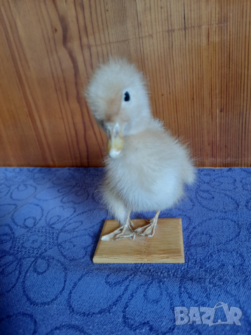 Сувенир патенце, снимка 3 - Декорация за дома - 44877757