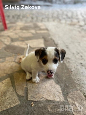 мини Джак Ръсели, снимка 6 - Джак ръсел териер - 53136089