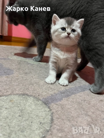 Страхотни  британчета, снимка 4 - Британска късокосместа - 52505141