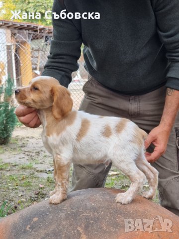 Бретон Шпаньол: Продава кучета Бретон шпаньоли - ТОП цени — Bazar.bg