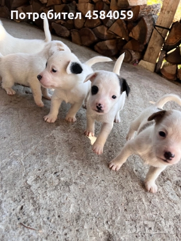 Бебета Джак Ръсел Териер , снимка 1