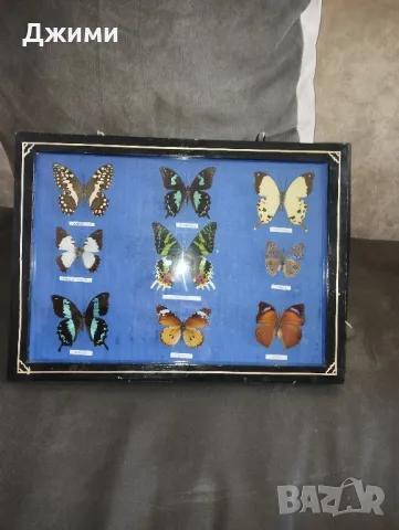 препарирани пеперуди, снимка 3 - Антикварни и старинни предмети - 50045495