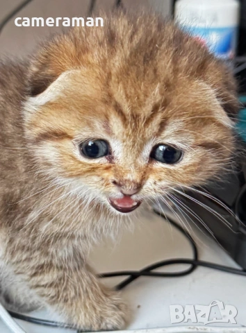 Шотландска клепоуха- Златна чинчила, снимка 4 - Чинчили - 53394566