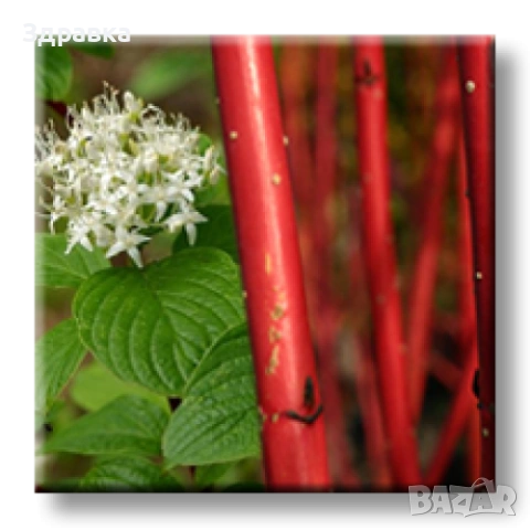 Сибирски дрян , снимка 2 - Градински цветя и растения - 53416583