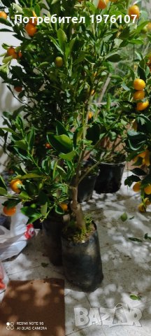 лимон,зелен лимон лайм,кумкуат, снимка 5 - Градински цветя и растения - 43271965