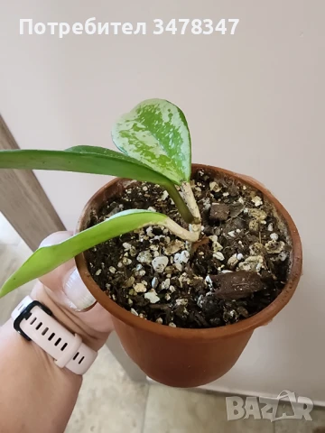 Хоя 074, снимка 3 - Стайни растения - 50673209