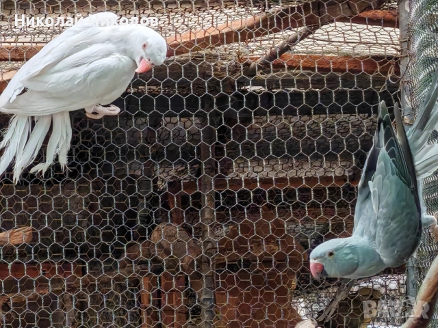 Малки александри, снимка 10 - Папагали - 51972524