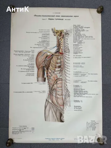 Комплект Соц Медицински Плакати 1951 година, снимка 5 - Антикварни и старинни предмети - 49938826