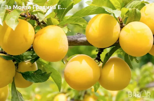 Слива Ту-Сун , снимка 2 - Градински цветя и растения - 49765763