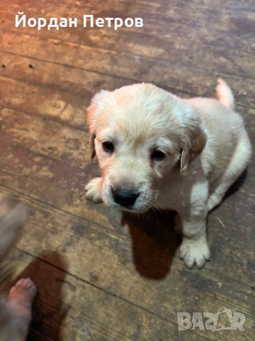 Лабрадор Редривър 