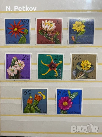 Полша, Цветя 1981