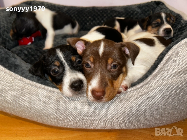 ДЖАК РЪСЕЛ КУТРЕТА-250ЛВ ЗА БРОЙ 1710250700