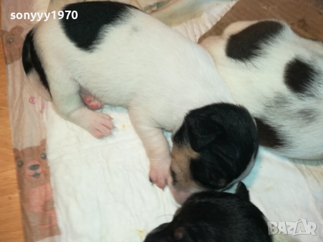 ДЖАК РЪСЕЛ БЕБЕТА-УНИКАЛНИ СЛАДУРИ 2908251855, снимка 6 - Джак ръсел териер - 51536957