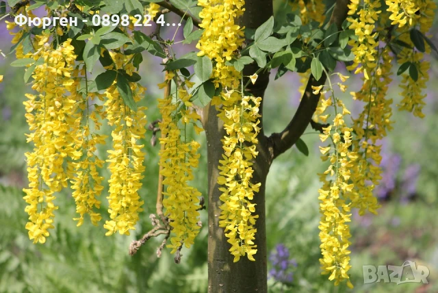 Златен дъжд - Laburnum wat.Vossii