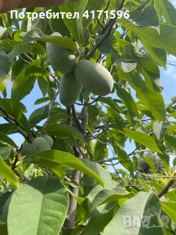 Asimina triloba, American papaw,Индиански банан, снимка 4 - Сортови семена и луковици - 51840478