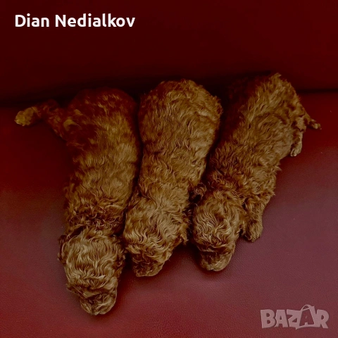 Той пудел родословни