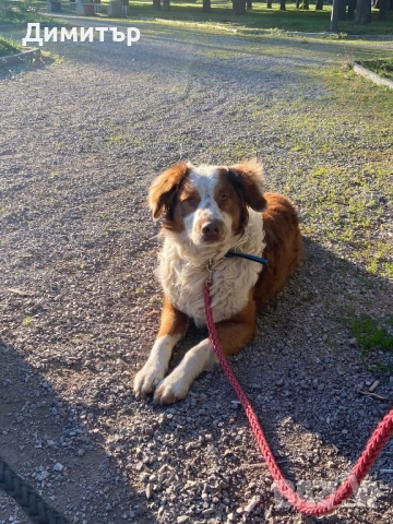Кученце си търси дом , снимка 2 - Други - 51563544