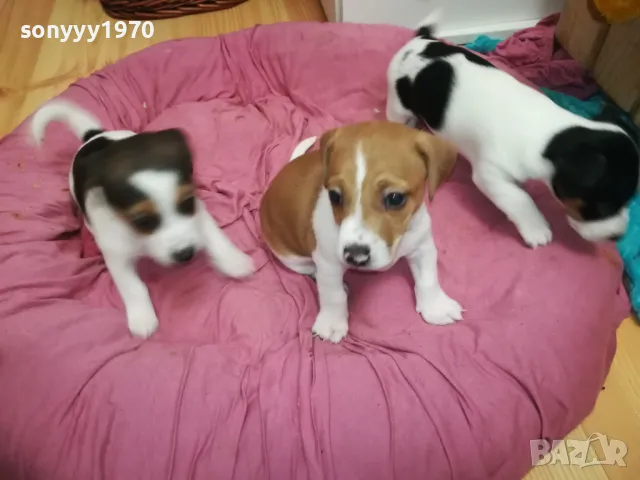 ДЖАК РЪСЕЛ-БЕБЕНЦА НА 40 ДЕНА 250ЛВ ЗА ЕДНО 3101251807