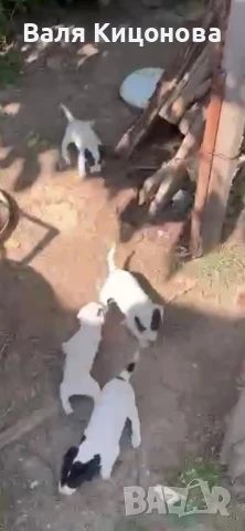 Джак ръсел, снимка 1