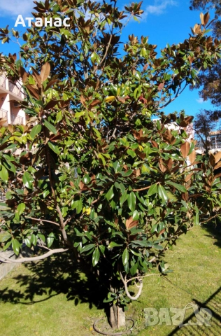 Магнолия бяла голям цвят.