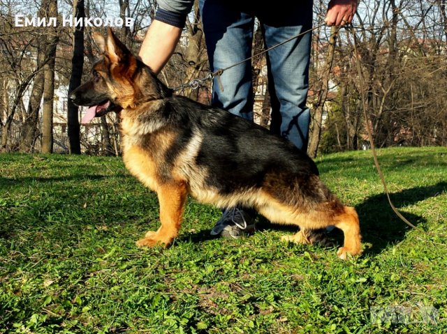 Немска овчарка с родословие , снимка 5 - Немска овчарка - 42379286
