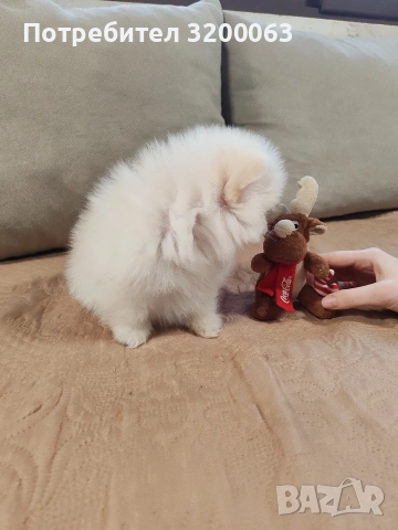 Померан мини мъжки., снимка 9 - Померан - 52878318