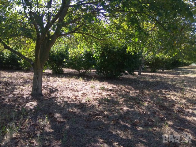 Орехова градина - 20 дка, снимка 5 - Земеделска земя - 26262761