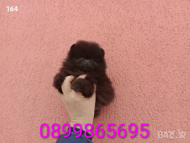 Померан. Шоколадово мини момченце., снимка 5 - Померан - 53351147