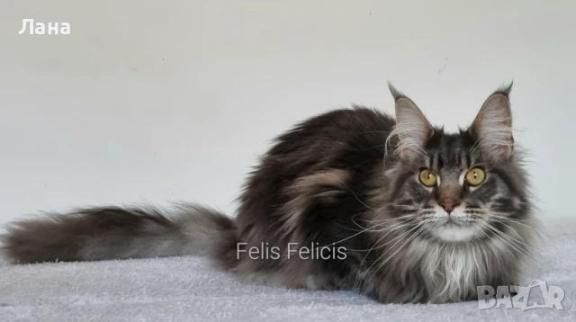 Мейн кун коте, снимка 10 - Мейн кун - 35948872